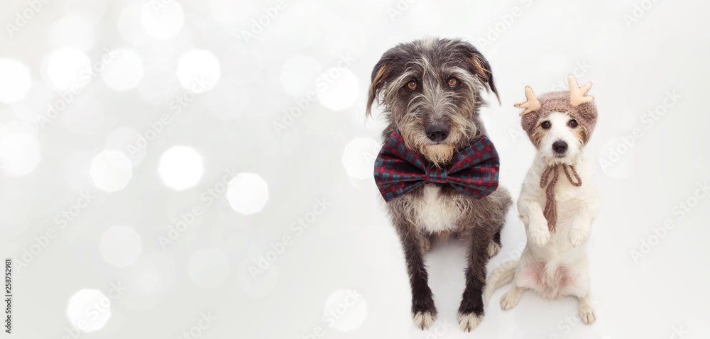 Fototapeta BANNER TWO CHRISTMAS DOGS. JACK RUSSELL AND A SHEEPDOG WEARING A CHECKERED BOW TIE AND A REINDEER HAT. ISOLATED ON WHITE BACKGROUND.