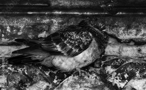 Birds Pigeons