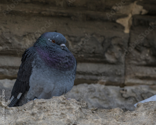 Birds Pigeons