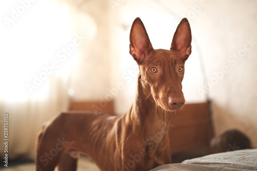 Tablou canvas Pharaoh Hound puppy 10 months, primitive dog