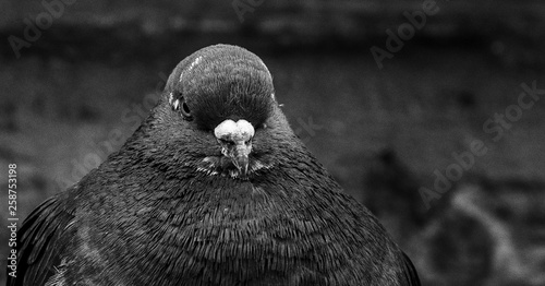 Birds Pigeons