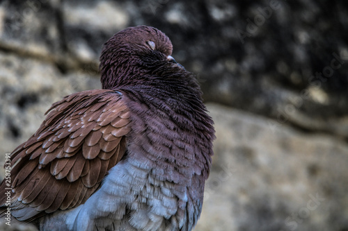 Birds Pigeons