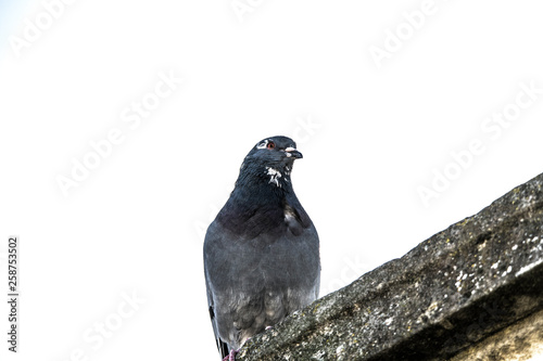 Birds Pigeons