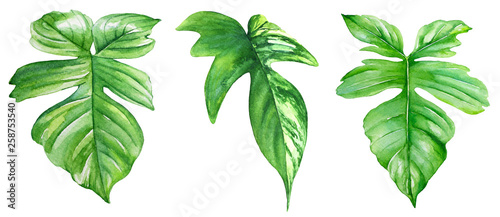Group of watercolor illustrations of philodendron leaves.
