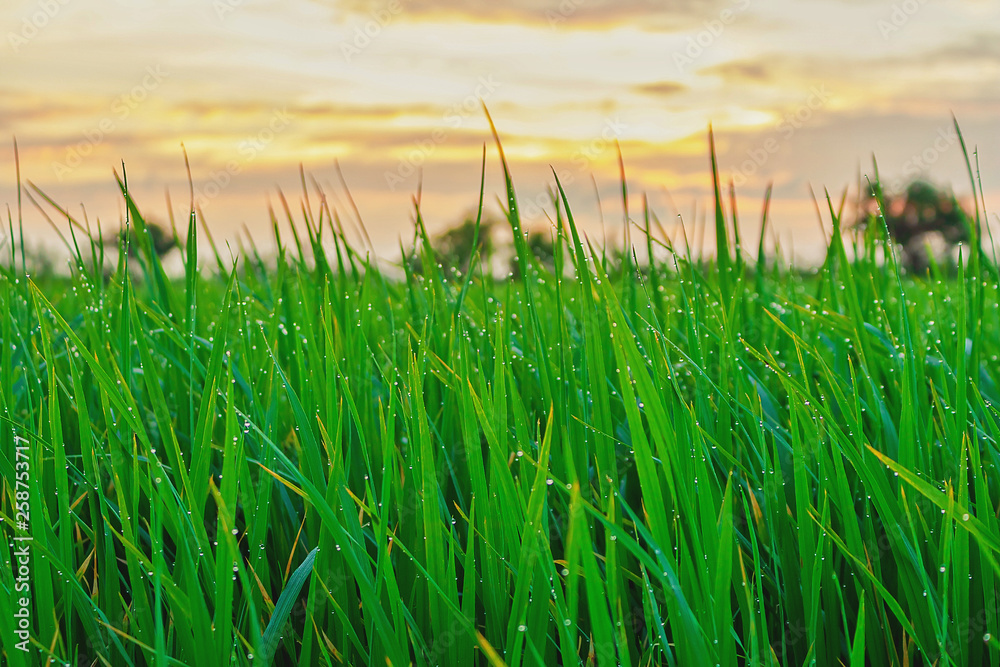 Obraz premium Rice field Green Thailand countryside with beautiful cloudy sky on morning