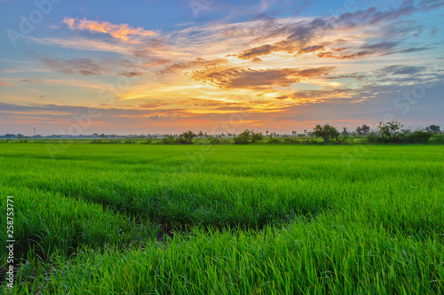 Rice field Green Thailand countryside with beautiful cloudy sky on morning