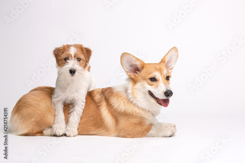 Corgi and Jack Russel terrier Fluffy Dogs