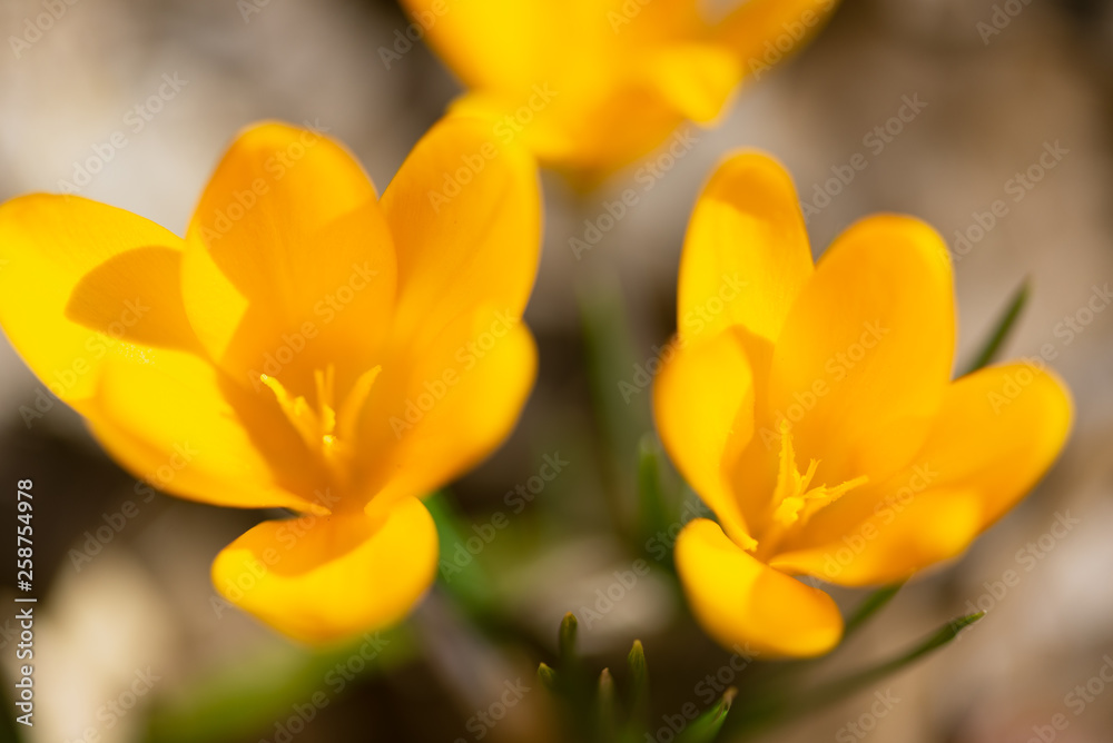 yellow crocus flowers in the Spring	