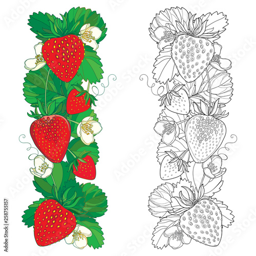 Set with outline Strawberry vertical bunch, berry, flower and leaf in black and red isolated on white background.