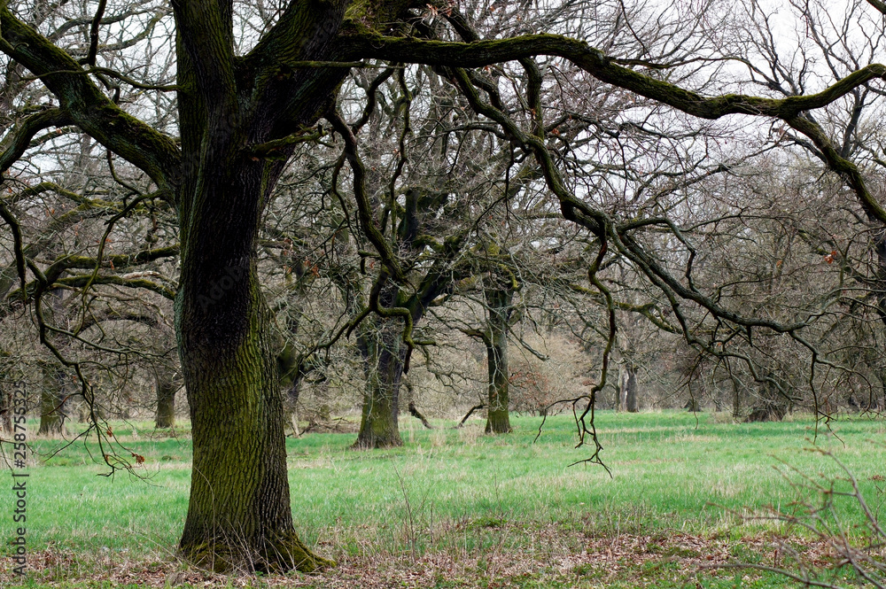 Alter Baum in einer Moorlandschaft Alter Baum in einer Moorlandschaft