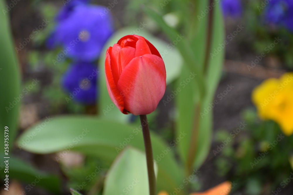 Red Tulip blurred background