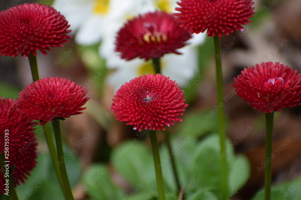 Beautiful red flower Beautiful red flower