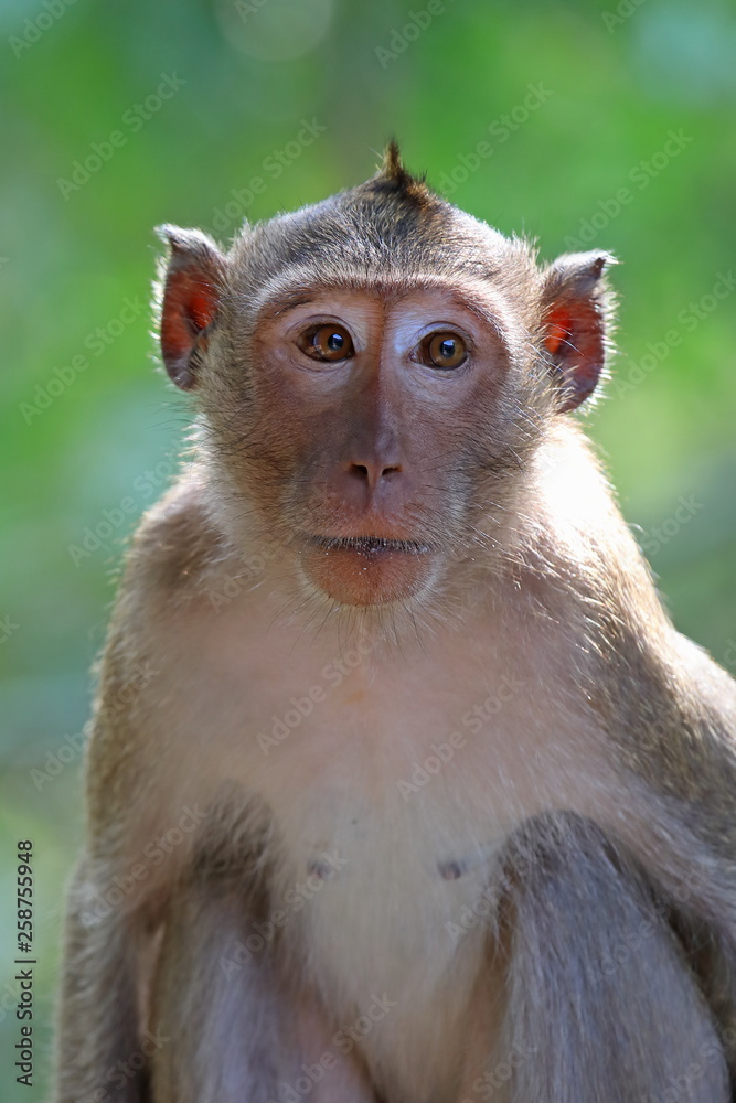 Macaca fascicularis. Portrait of a crab-eating macaque on a green background Macaca fascicularis. Portrait of a crab-eating macaque on a green background