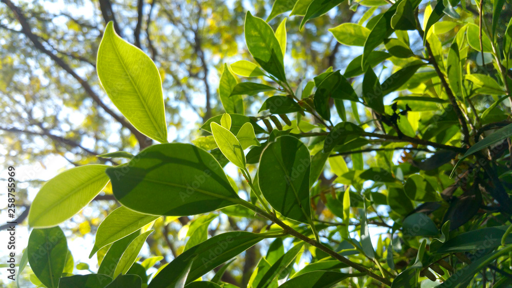 Obraz premium Leaves exposed to light.