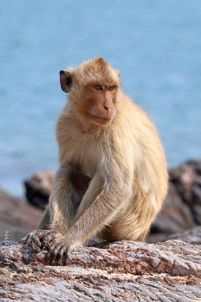 Macaca fascicularis. The monkeys-crab sitting on the rocks