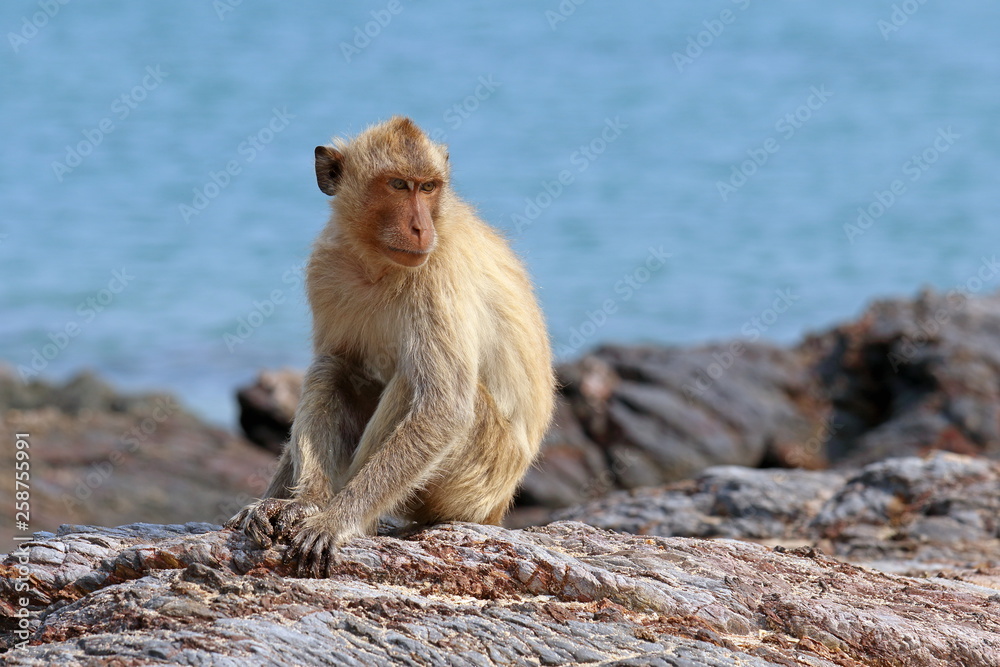 Naklejka premium Macaca fascicularis. The monkeys-crab among the rocks against the sea