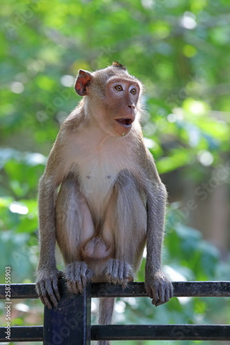 Macaca fascicularis. The male monkey in a tropical setting © pisotckii