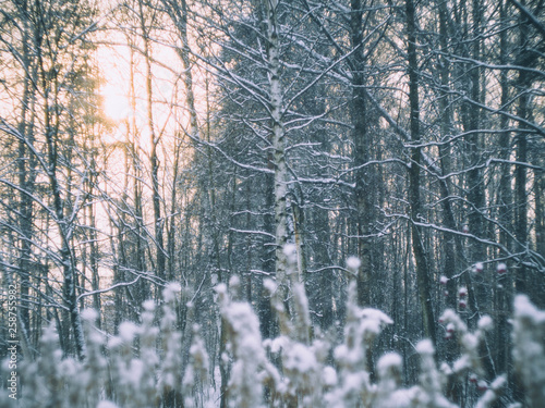 forest in winter © Dmitrii