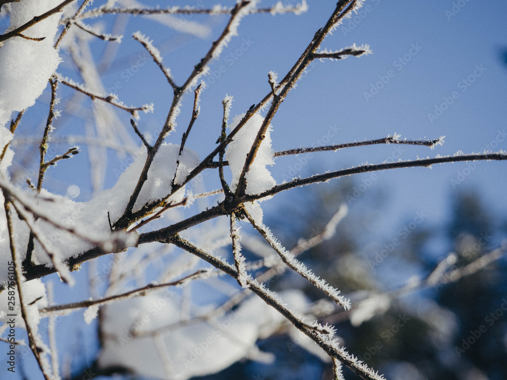 branches covered with hoarfrost
