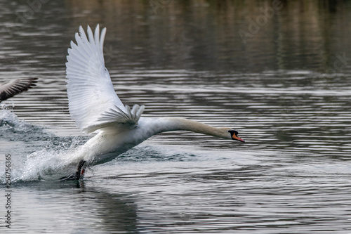 Angry aggressive mute swan   Cygnus olor  chasing greylag geese  anser anser 