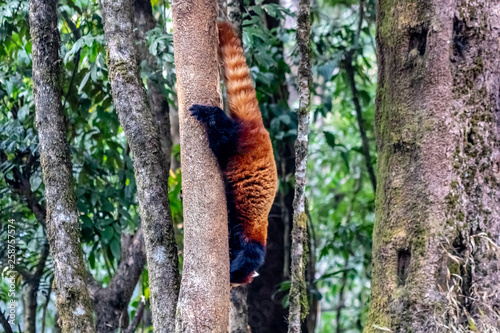 Trying to escape a red panda. A beautiful creature in earth