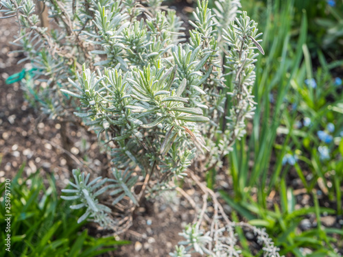 Rosmarinus officinalis im Garten