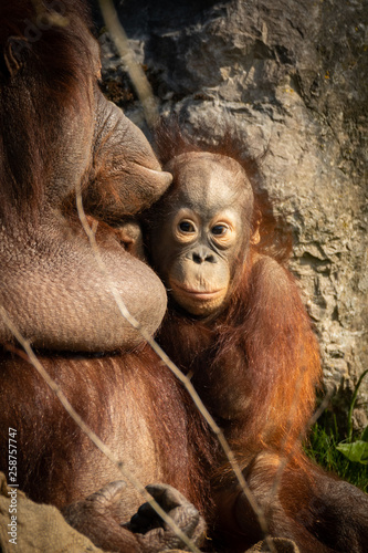 Baby Orangutang With Mum