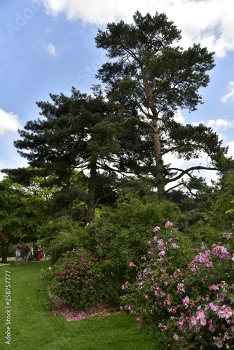 Fleurs roses au jardin des plantes à l'arboretum du domaine provincial de Vrijbroekpark à Malines