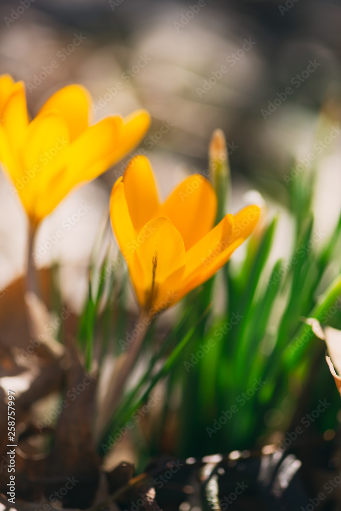 Obraz premium yellow crocus flowers in the Spring 