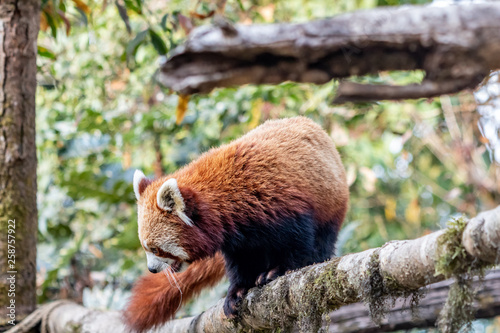 Trying to escape a red panda. A beautiful creature in earth