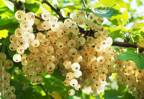 Weisse Johannisbeeren am Strauch photo