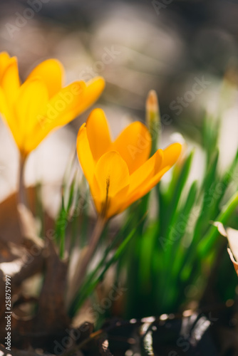 yellow crocus flowers in the Spring 