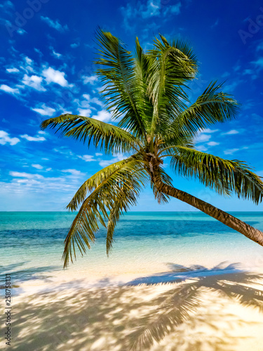 Palm on tree on tropical beach with turquoise sea and white sand
