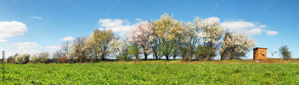 Bäume blühen am Feldrand - Panorama
