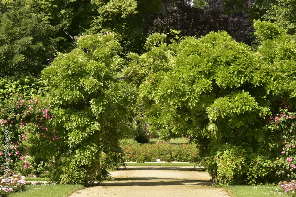 Feuillage de plusieurs arbres formant une arche verte enjambant l'allée transversale de la roseraie du domaine provincial de Vrijbroekpark à Malines