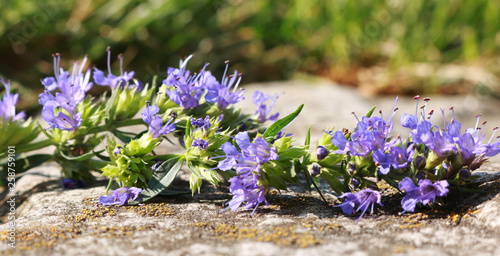 Blue hyssop flowers in the garden on the rocks. Hyssop is a beautiful spice and medicinal herb.