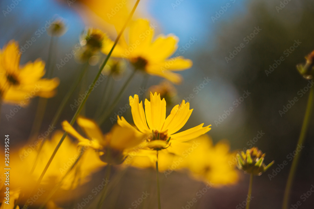 Yellow summer flowers on the meadow with shallow depth of field.