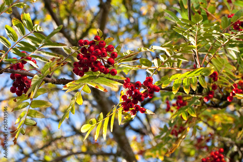 red mountain ash