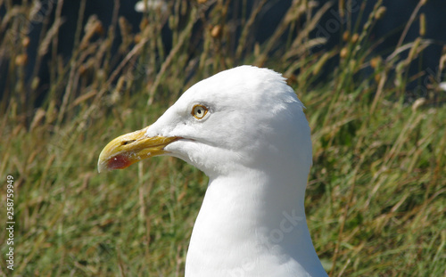 Seagull close up. White bird gull. © Payllik
