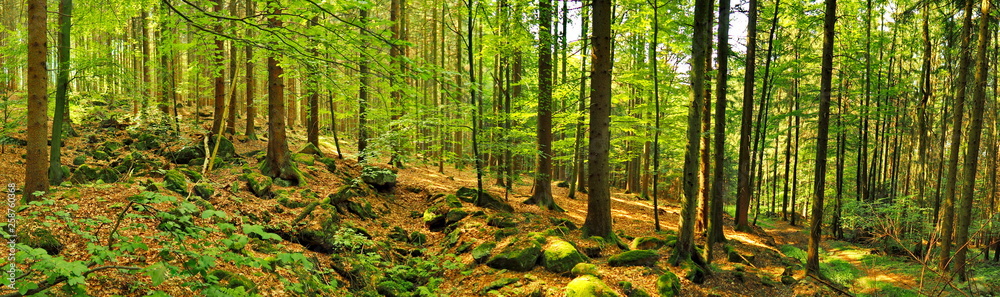 Obraz premium Bergwald im Sommer - Panorama