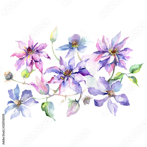 Blue purple clematis bouquet floral botanical flowers. Watercolor background set. Isolated bouquet illustration element.