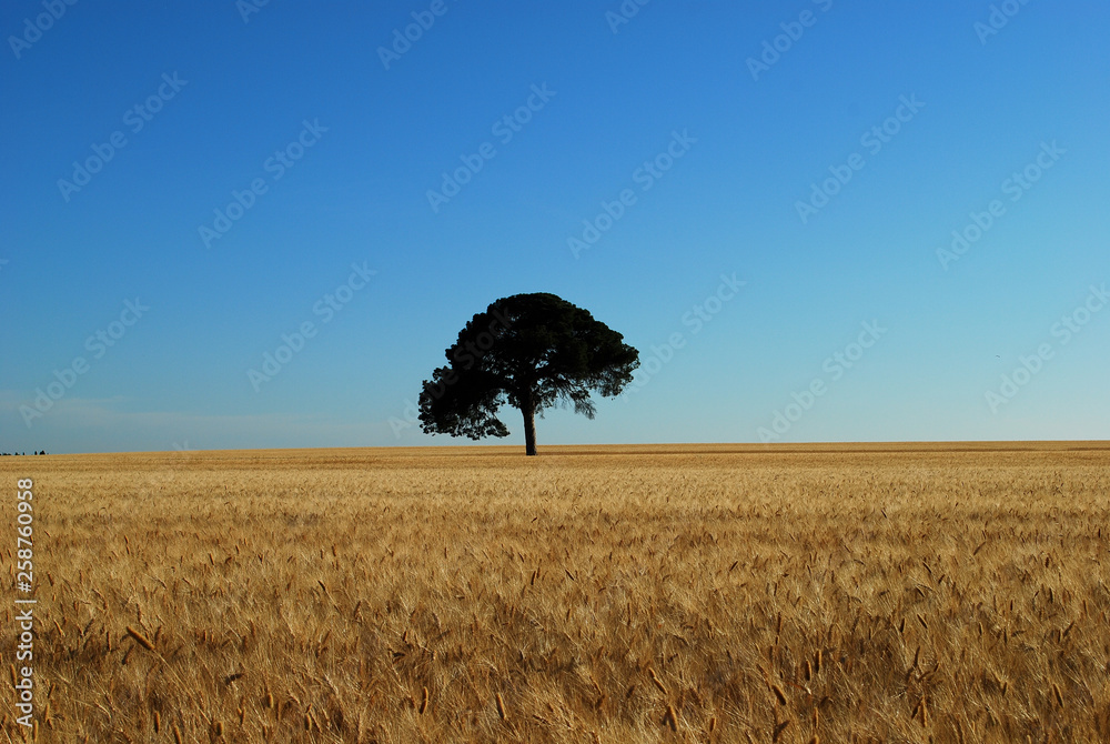 Obraz premium Una quercia nel campo di frumento