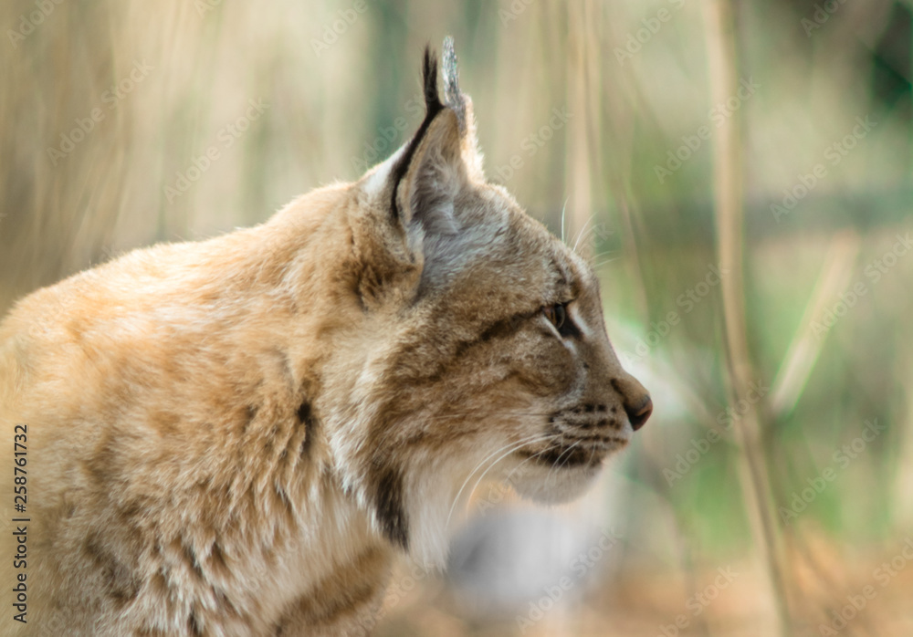 Obraz premium Lynx lynx - mammalia