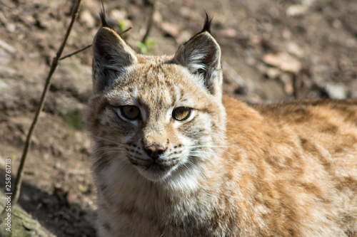 Lynx lynx - mammalia © Daniela