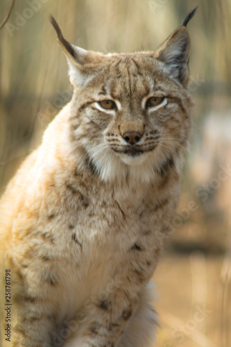 Lynx lynx - mammalia