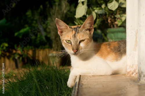 Kitten