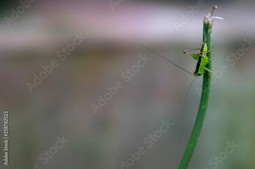 Tiny Grasshopper