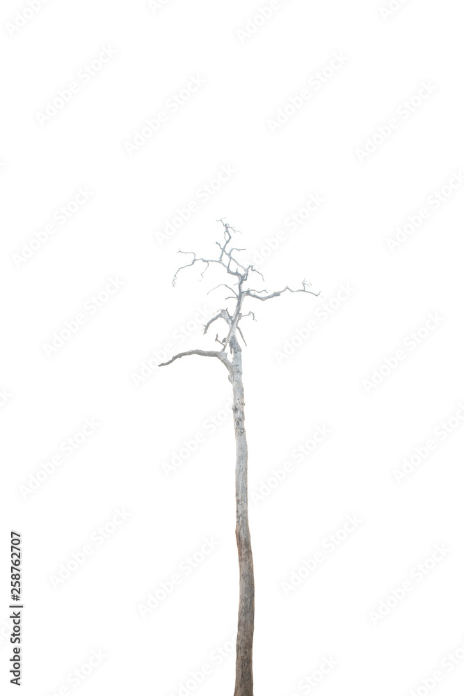 Dead tree isolated on white background Dead tree isolated on white background