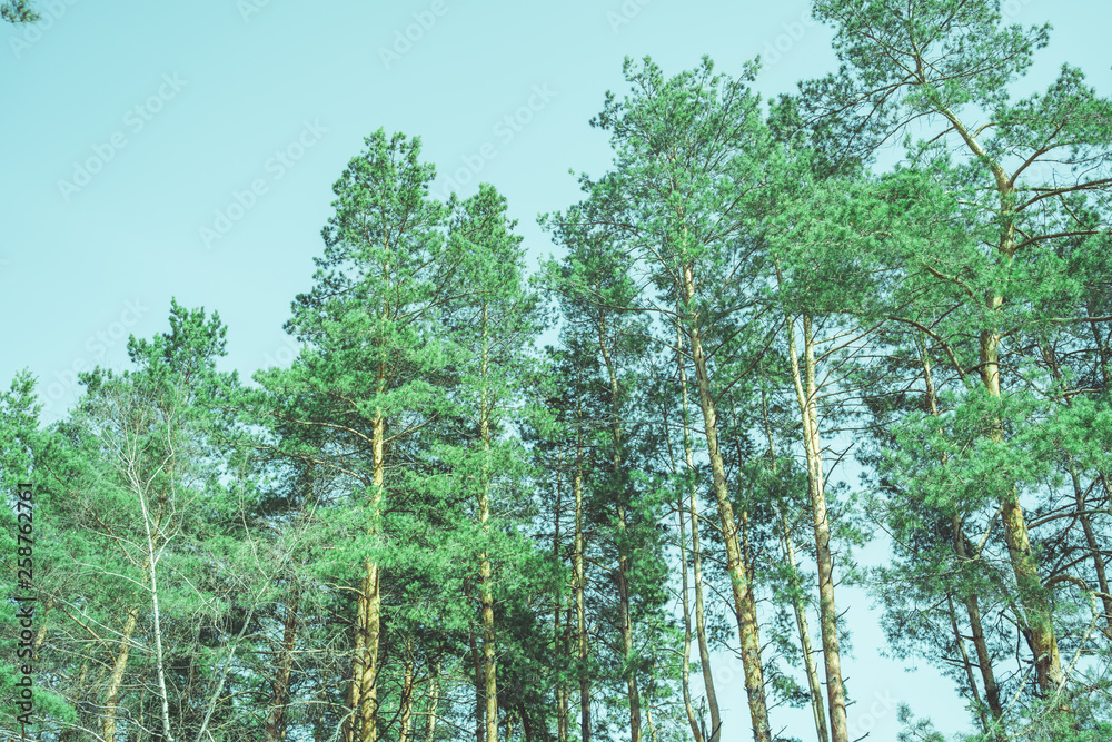 Naklejka premium Peaceful empty coniferous park Seasonal empty park with evergreen tranquil trees in soft daylight