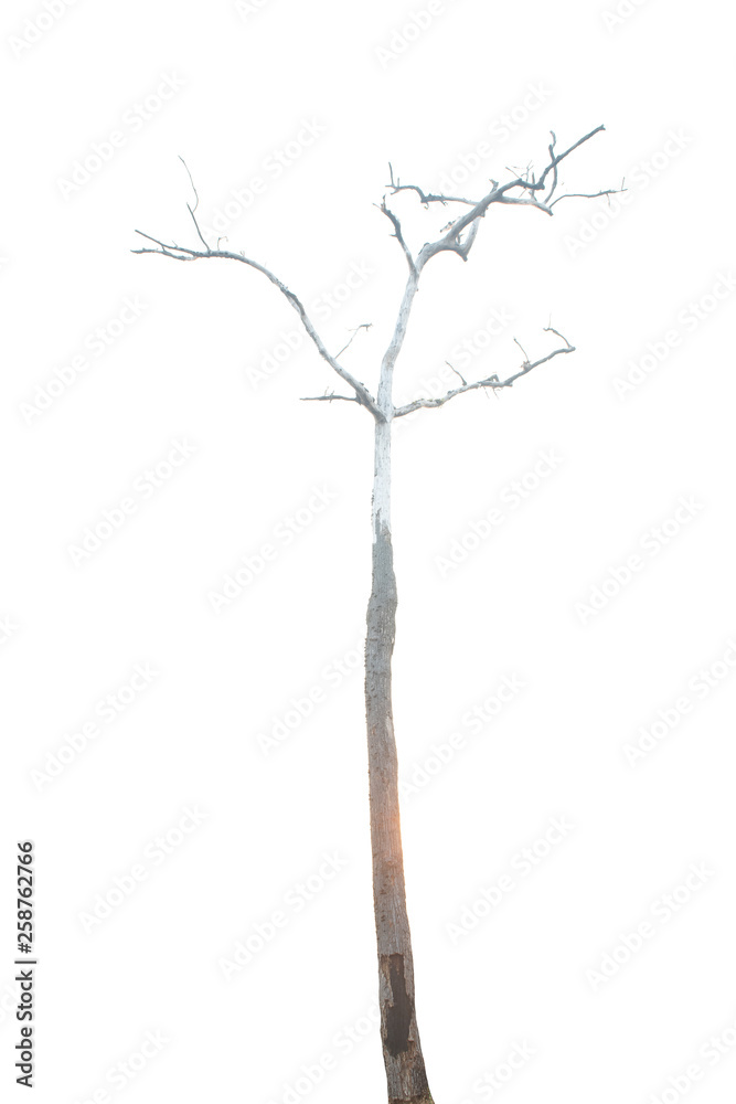 Fototapeta premium Dead tree isolated on white background